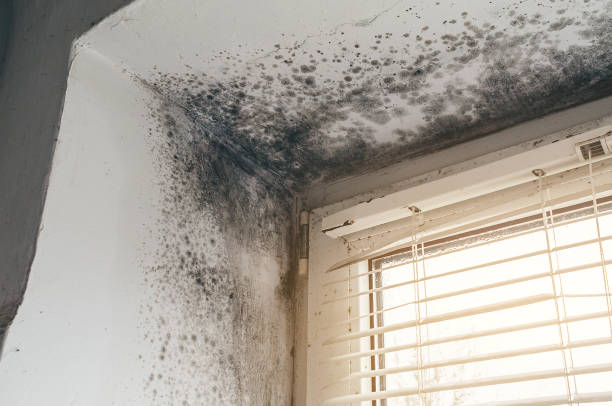 Affordable Hvac And Air Duct Mold Remediation solutions in Interlochen, MI